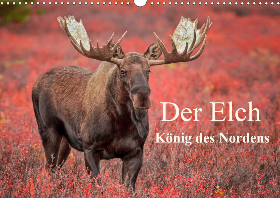 Der Kalender "Der Elch - König des Nordens"